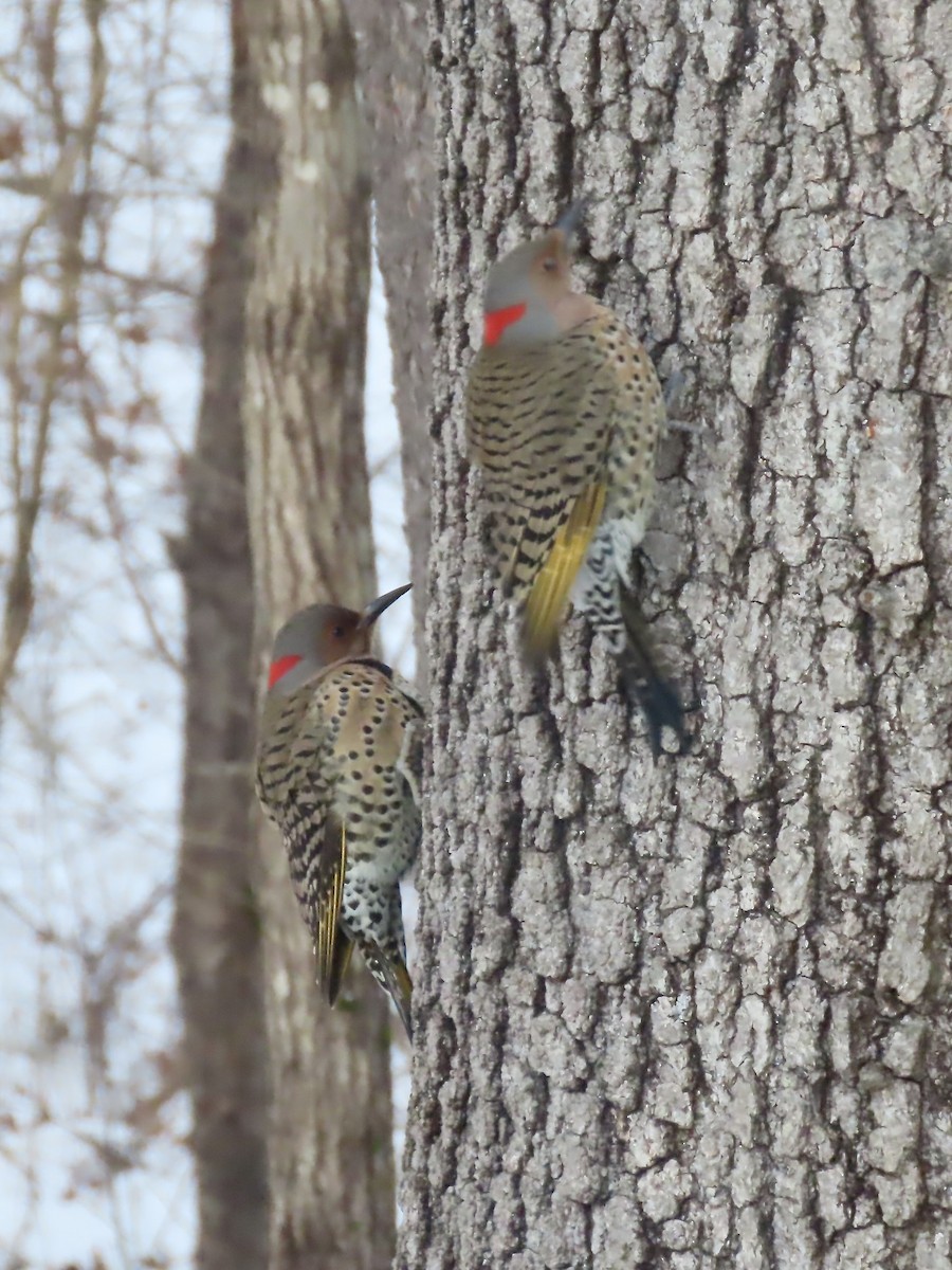 Декол золотистий (підвид auratus/luteus) - ML646991468