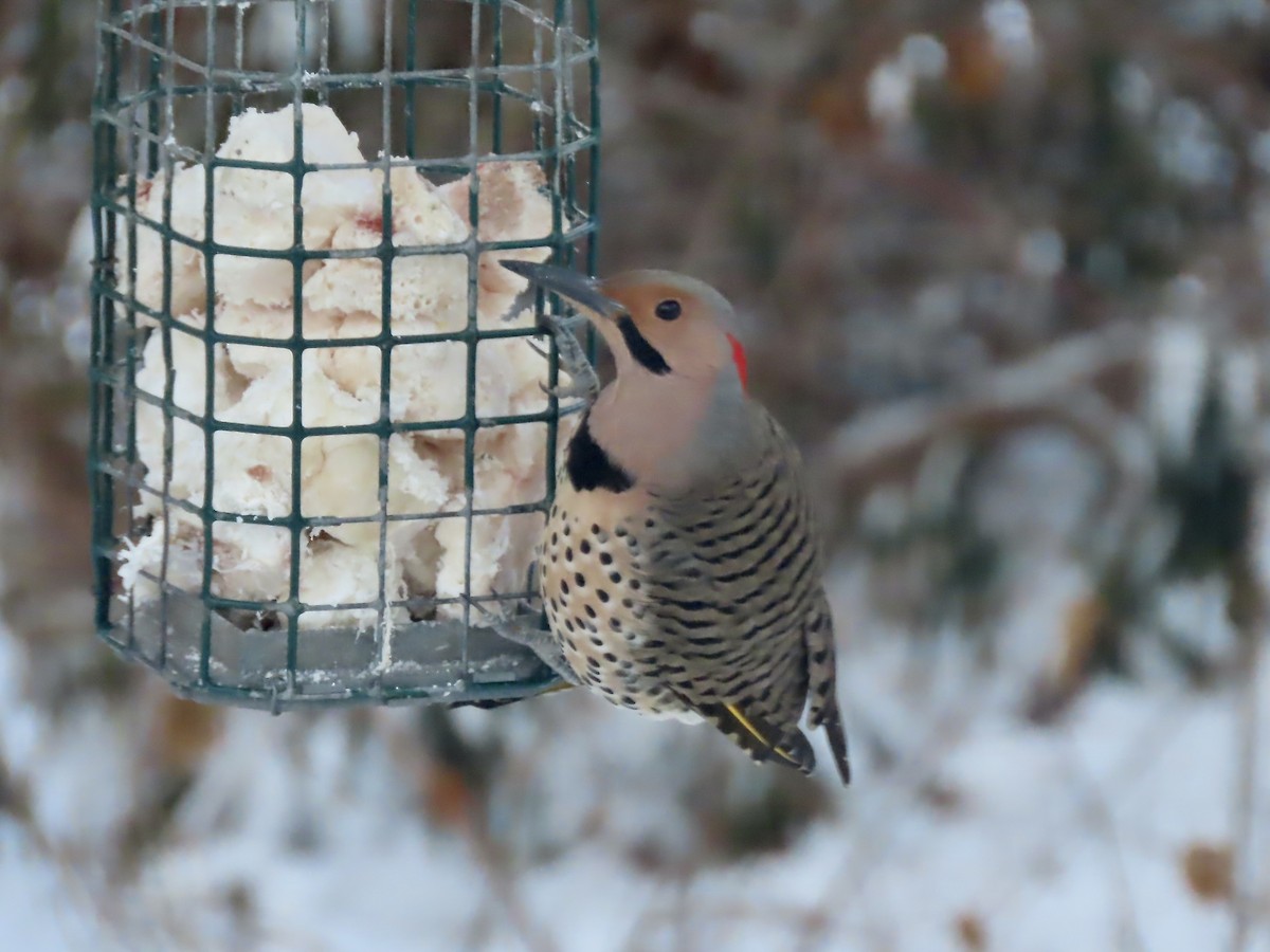 Декол золотистий (підвид auratus/luteus) - ML646991469
