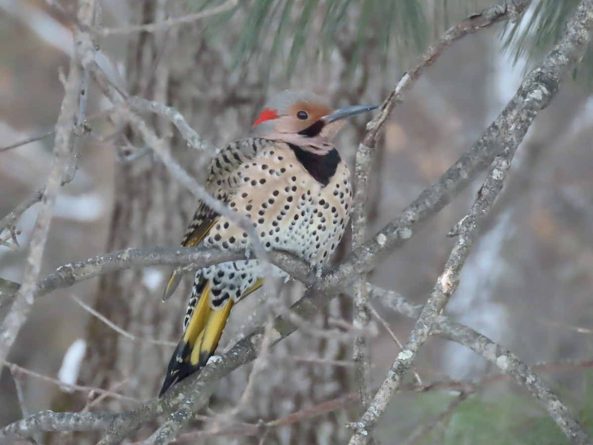 Декол золотистий (підвид auratus/luteus) - ML646991470
