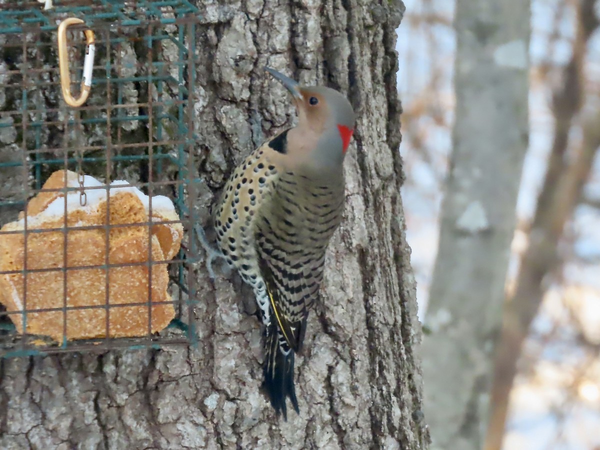 Декол золотистий (підвид auratus/luteus) - ML646991471