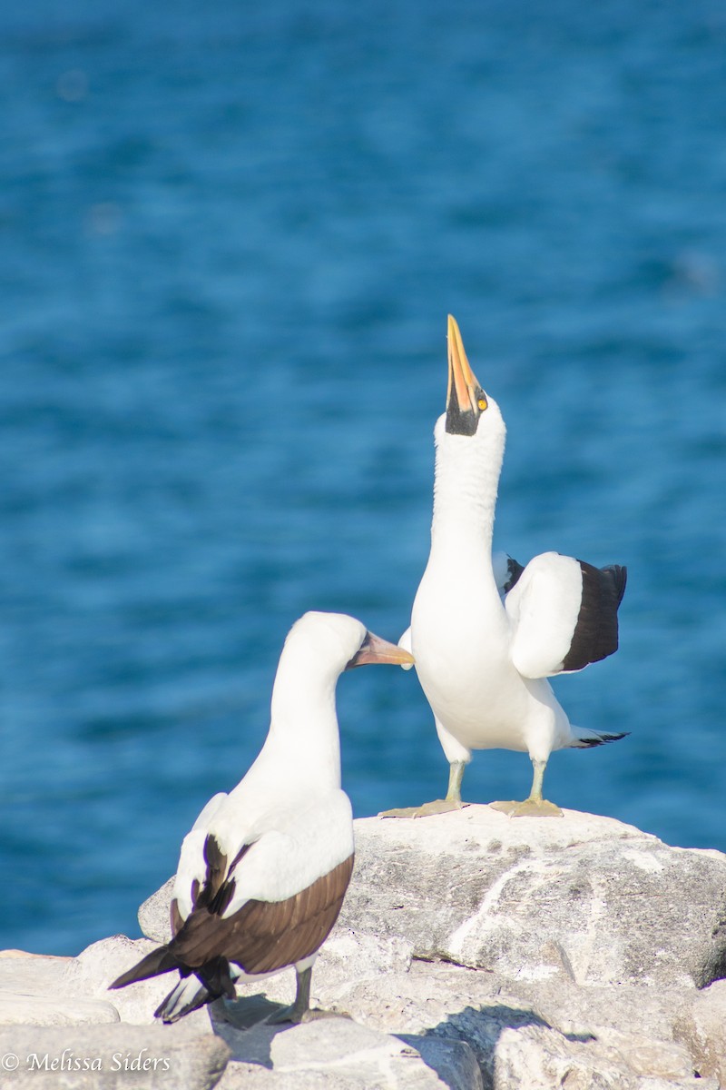 Nazca Booby - ML646991472