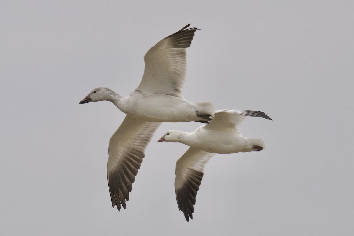 Snow Goose - ML646991474