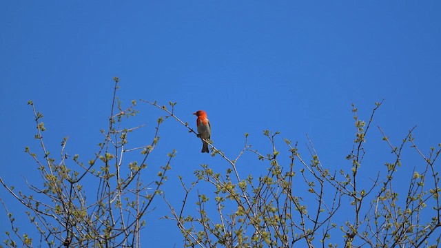 Red-headed Weaver - ML646991475