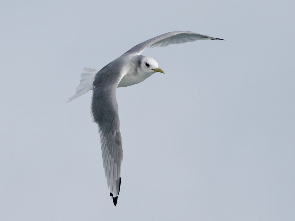 krykkje - ML646991476