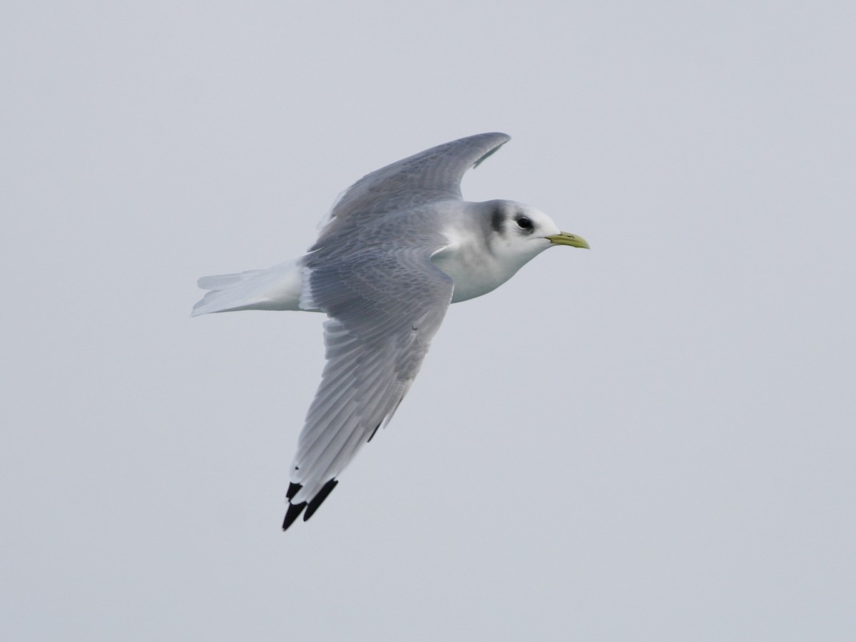 krykkje - ML646991478