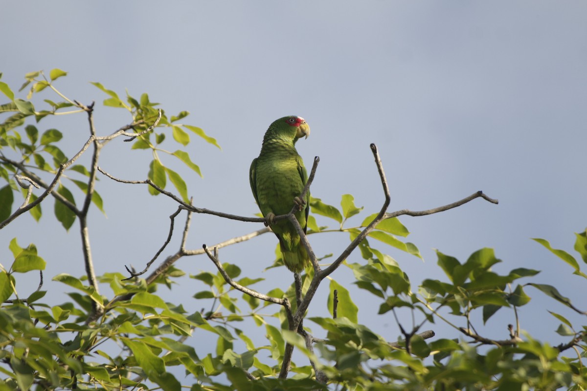 Weißstirnamazone - ML646991495