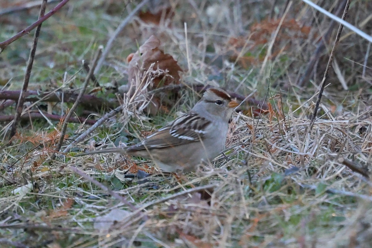 White-crowned Sparrow - ML646991496