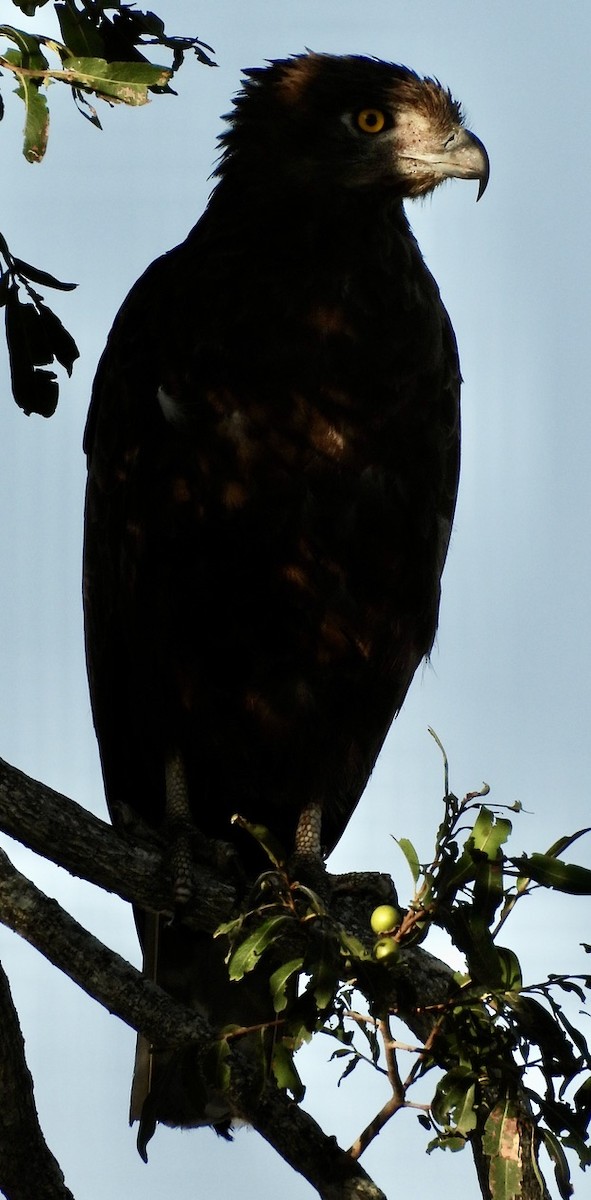 Brown Snake-Eagle - ML646991497