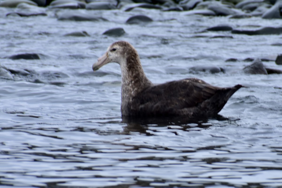 Southern Giant-Petrel - ML646991500