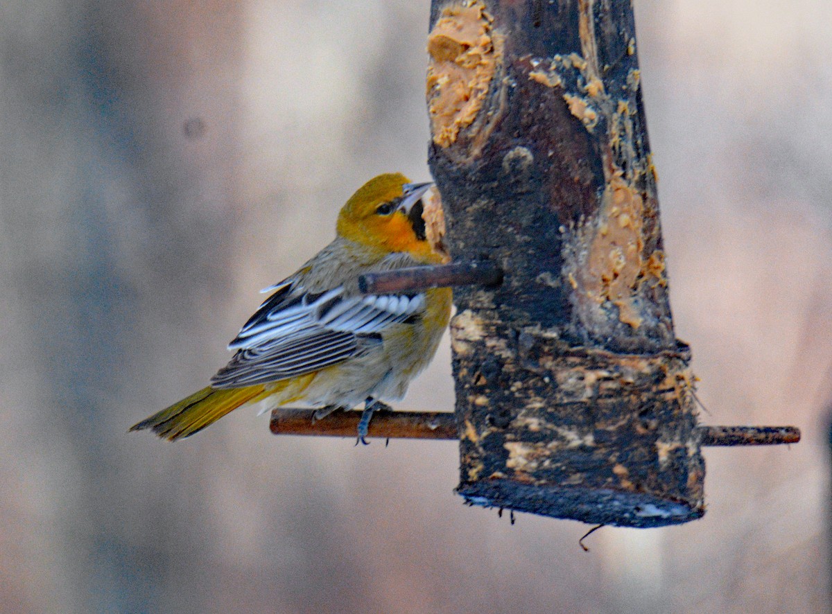 Белокрылый трупиал - ML646991501
