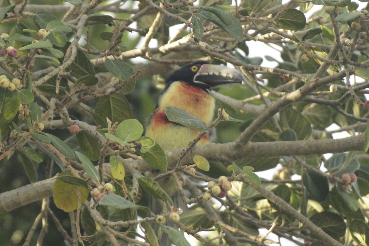 Halsbandarassari - ML646991506