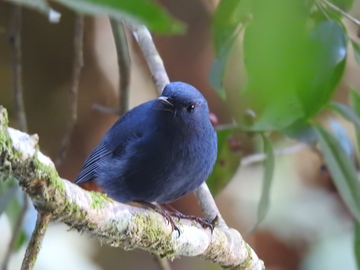 Plumbeous Redstart - ML646991514