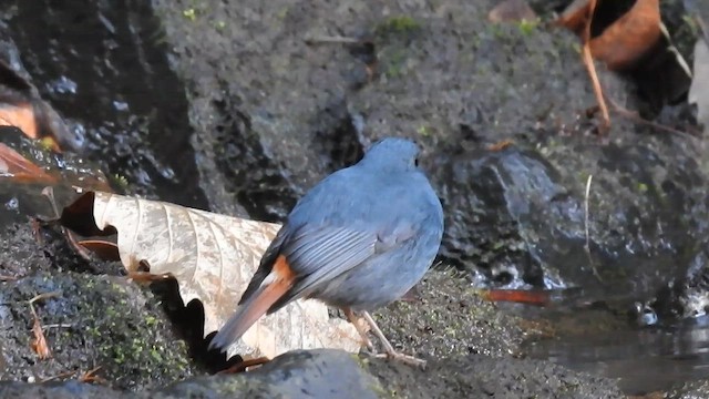 Plumbeous Redstart - ML646991527