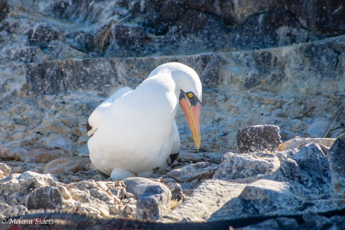 Nazca Booby - ML646991529