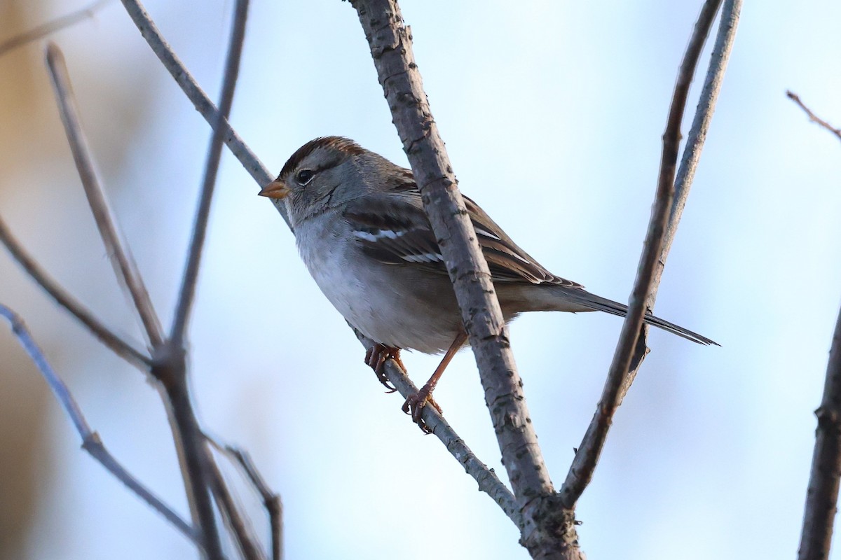 White-crowned Sparrow - ML646991538