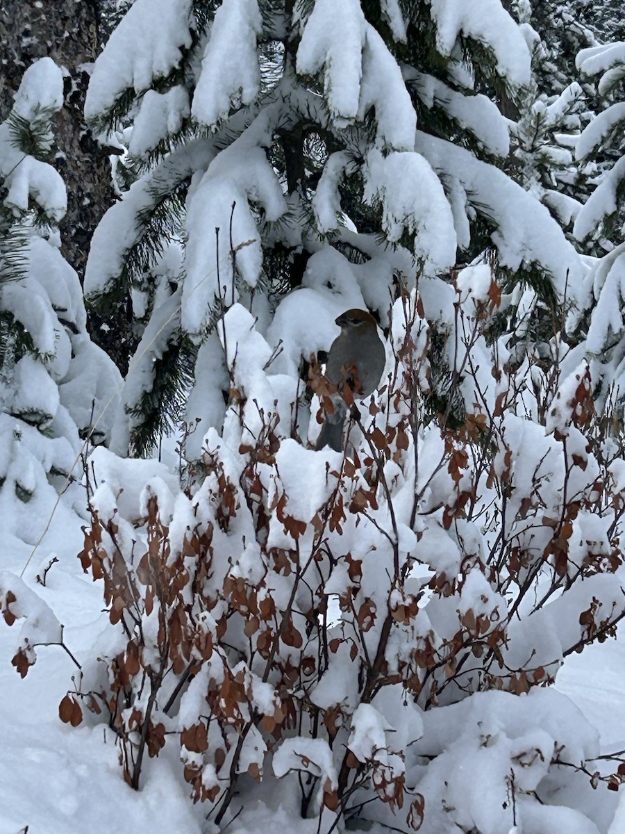 Pine Grosbeak - ML646991544