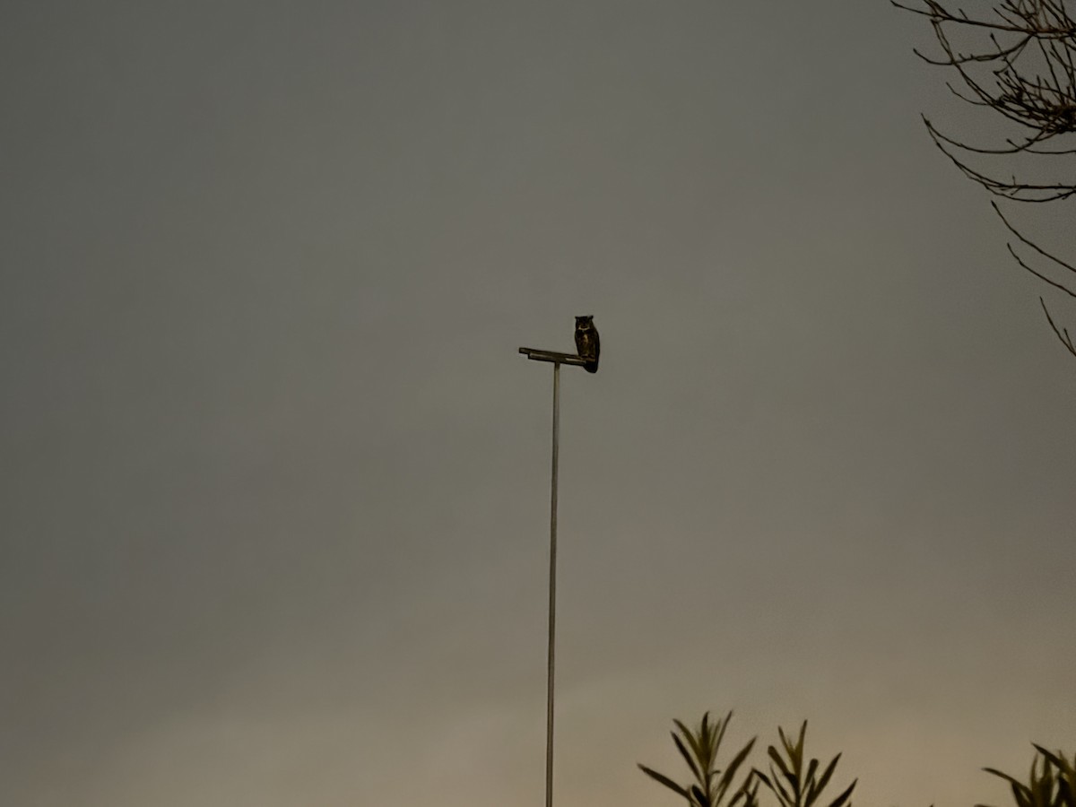 Great Horned Owl - ML646991553