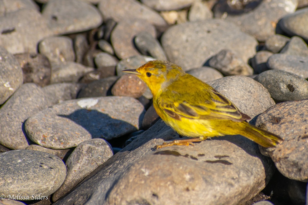 Mangrove Yellow Warbler (Galapagos) - ML646991559
