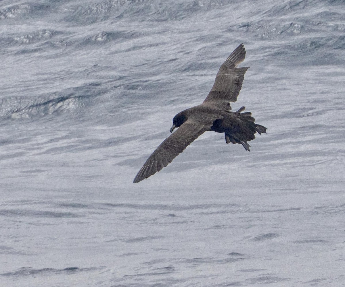 Beyaz Gıdılı Yelkovan - ML646991560