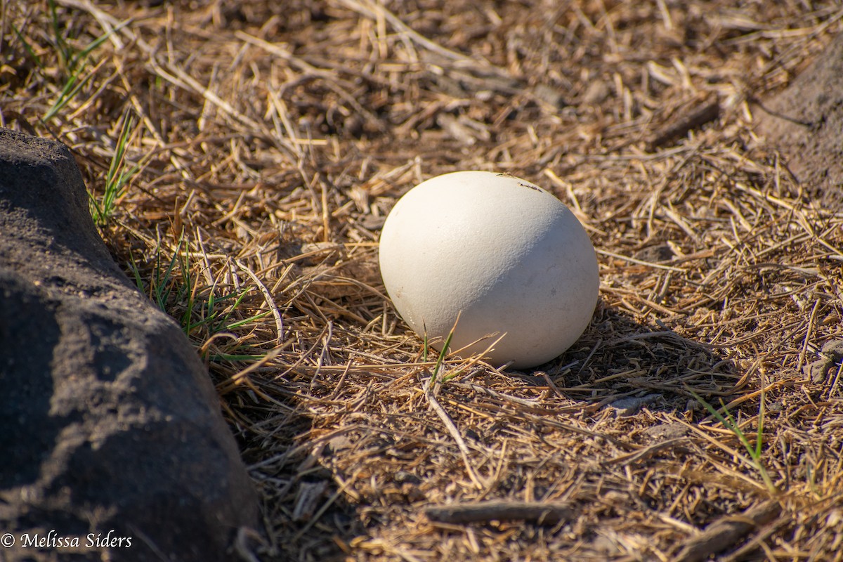 Waved Albatross - ML646991572