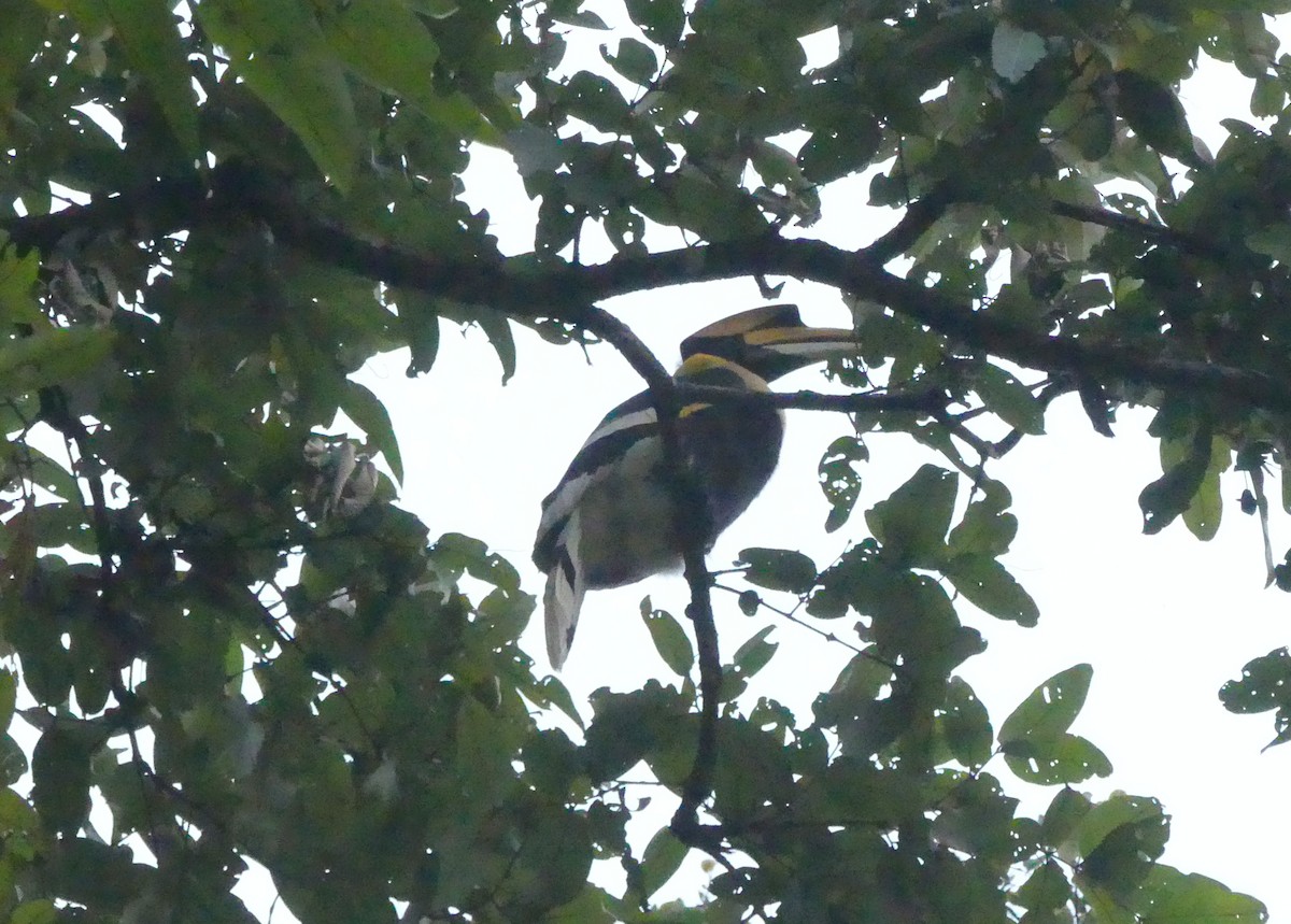 Great Hornbill - ML646991577