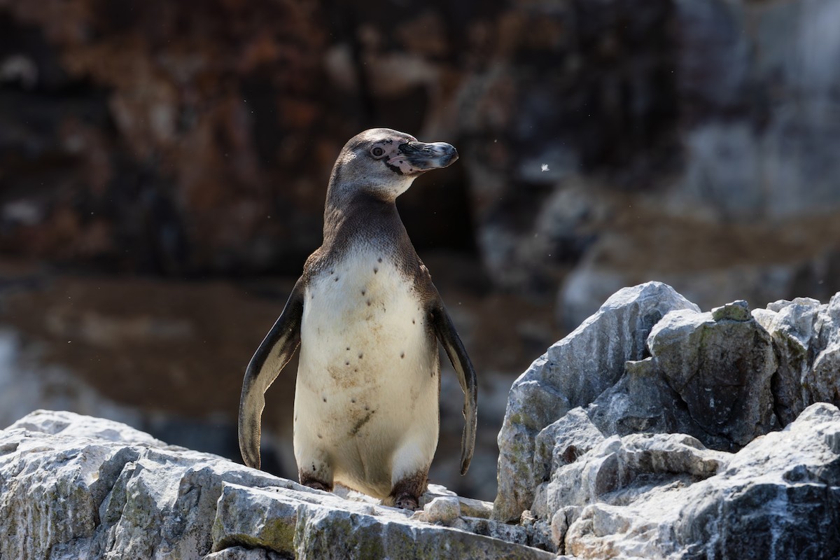Humboldt Penguin - ML646991579