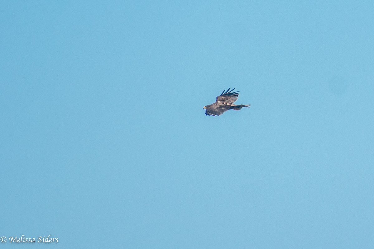 Galapagos Hawk - ML646991583