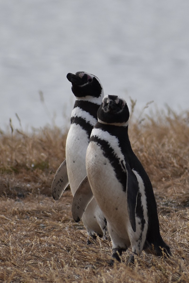 tučňák magellanský - ML646991600