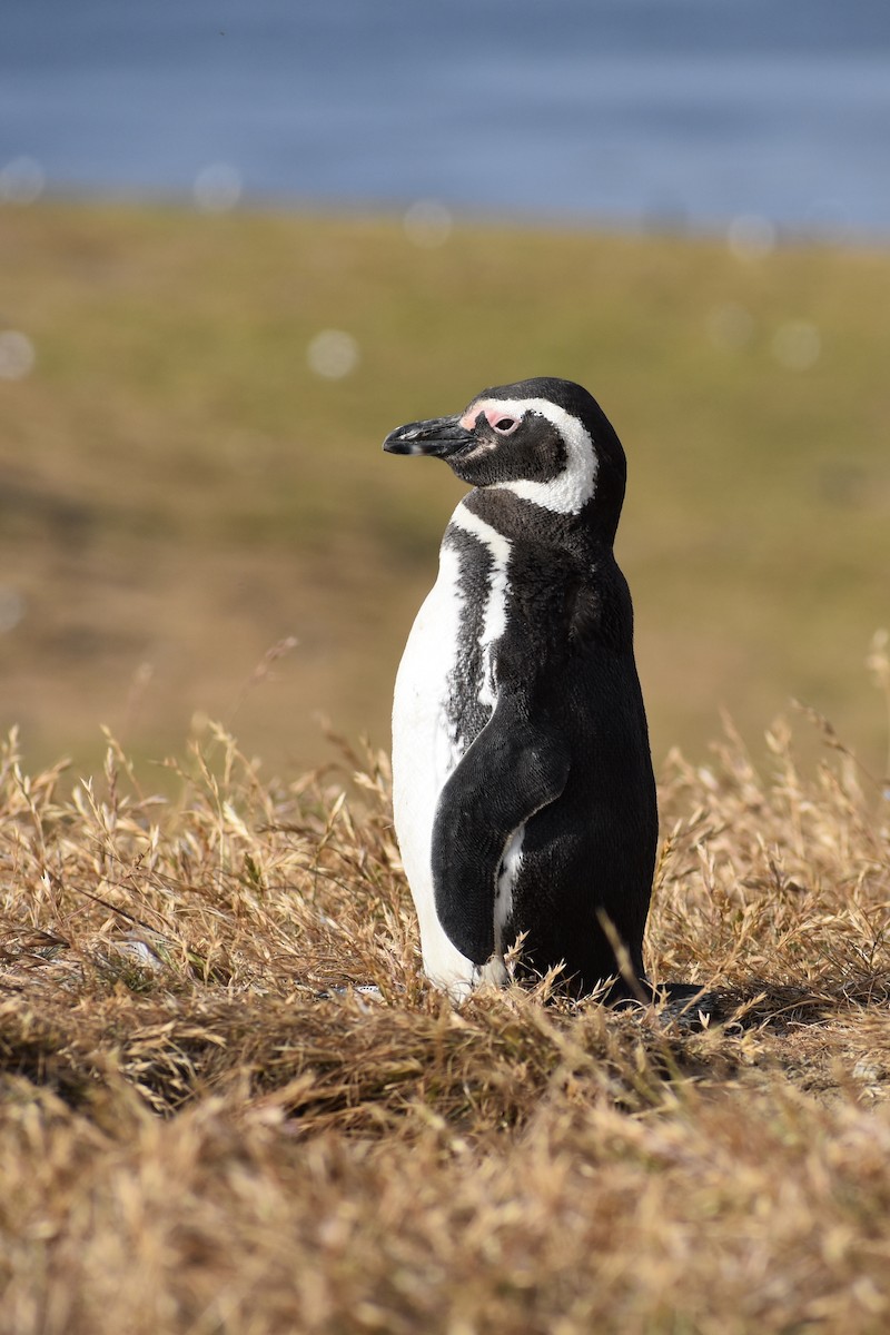 tučňák magellanský - ML646991601