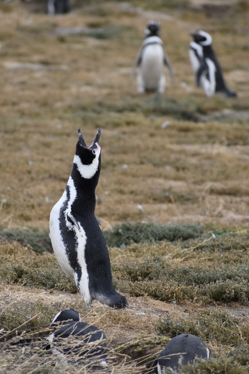 tučňák magellanský - ML646991602