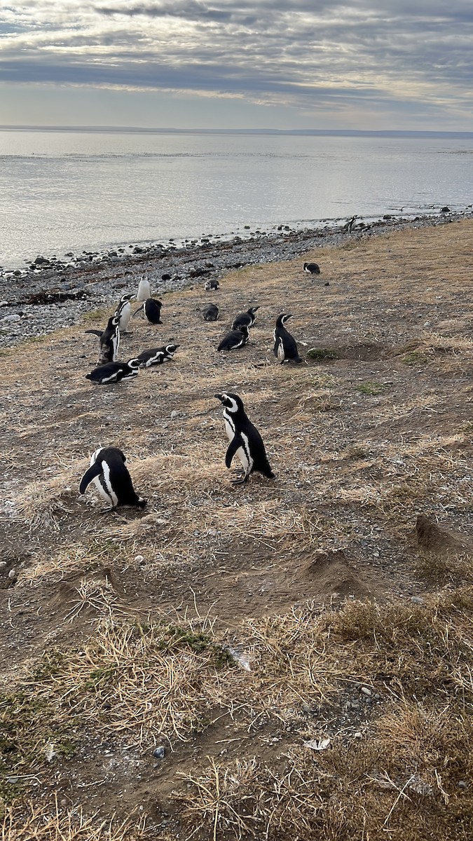 tučňák magellanský - ML646991603