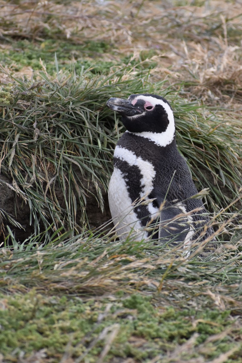 tučňák magellanský - ML646991604