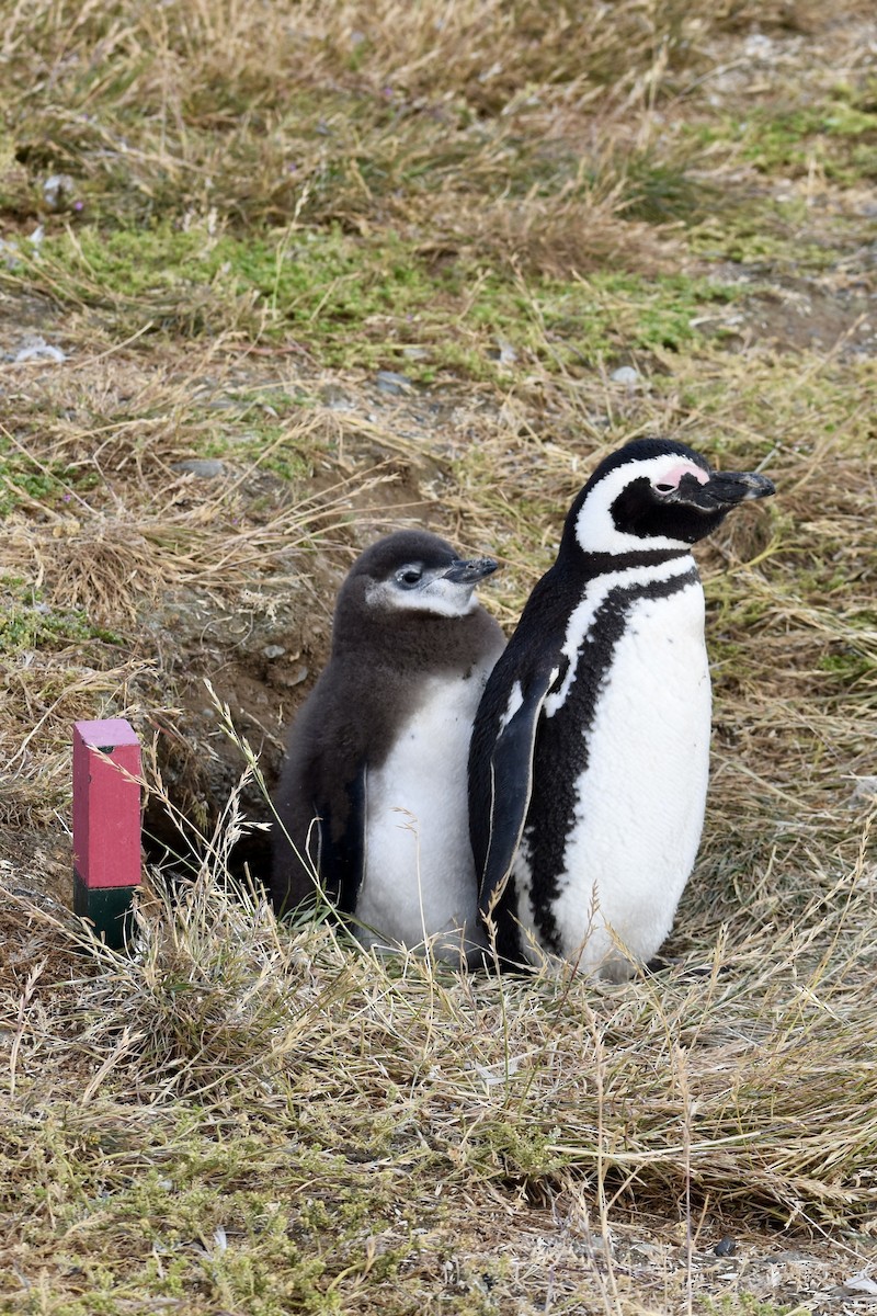 tučňák magellanský - ML646991605