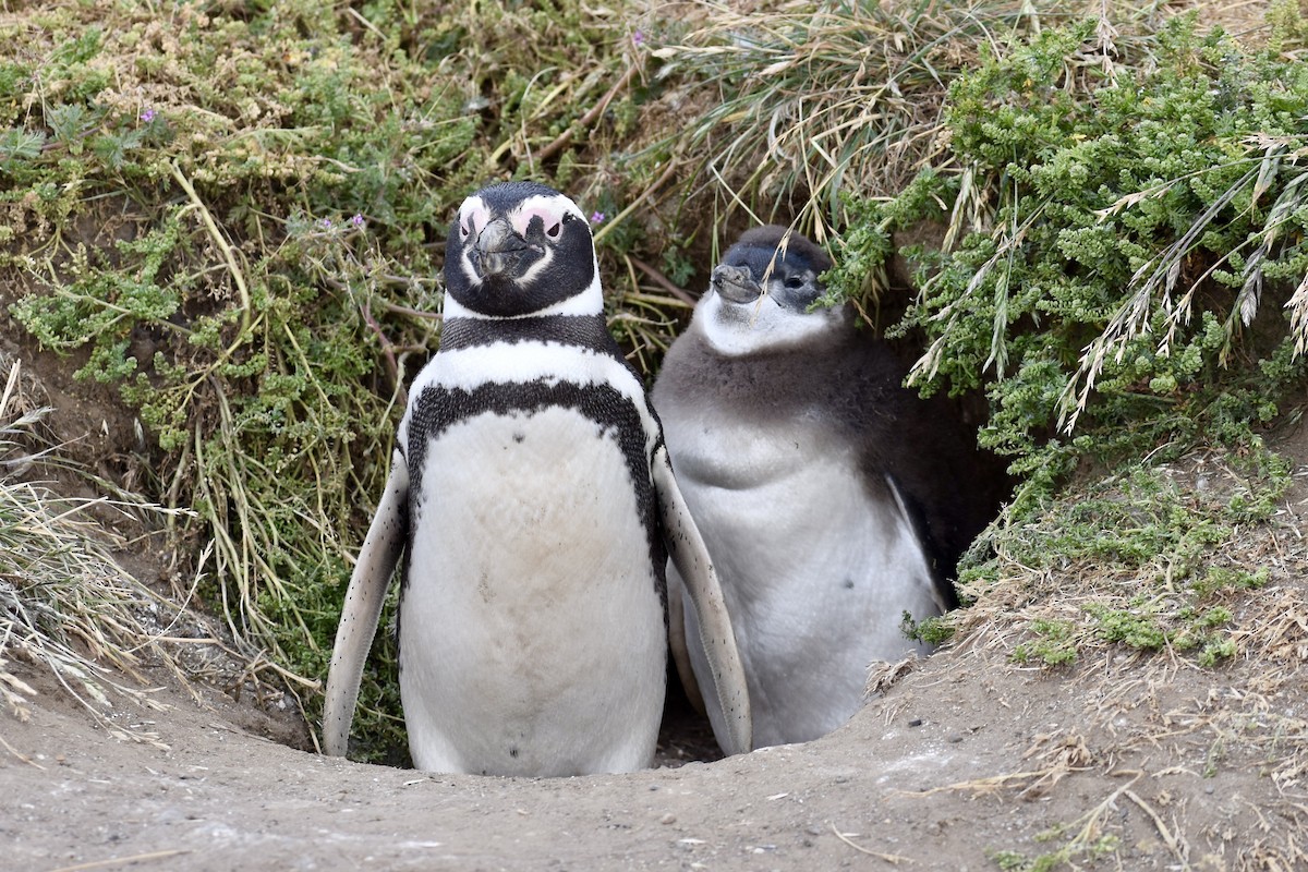 tučňák magellanský - ML646991607