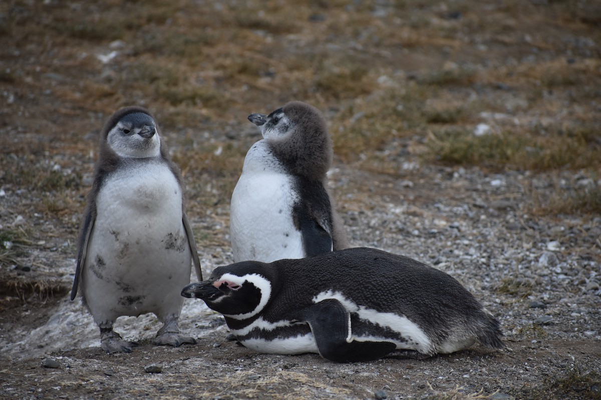 tučňák magellanský - ML646991608