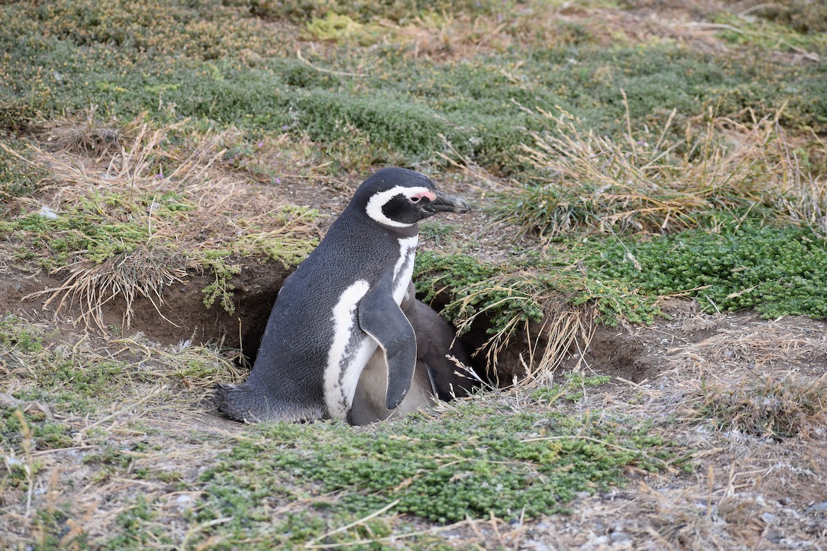 tučňák magellanský - ML646991609