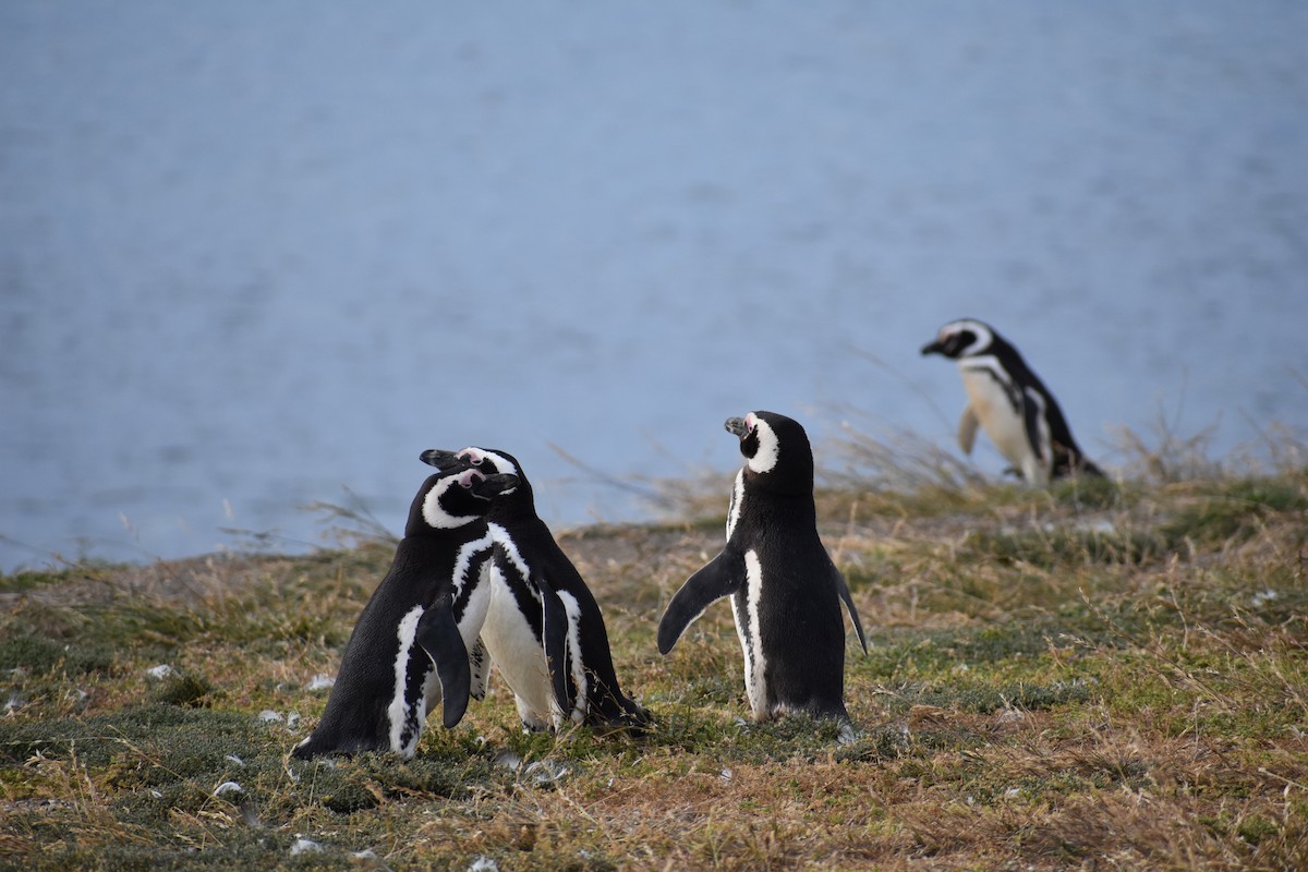 tučňák magellanský - ML646991610