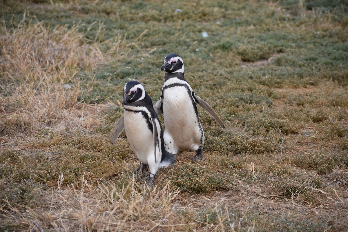 tučňák magellanský - ML646991611