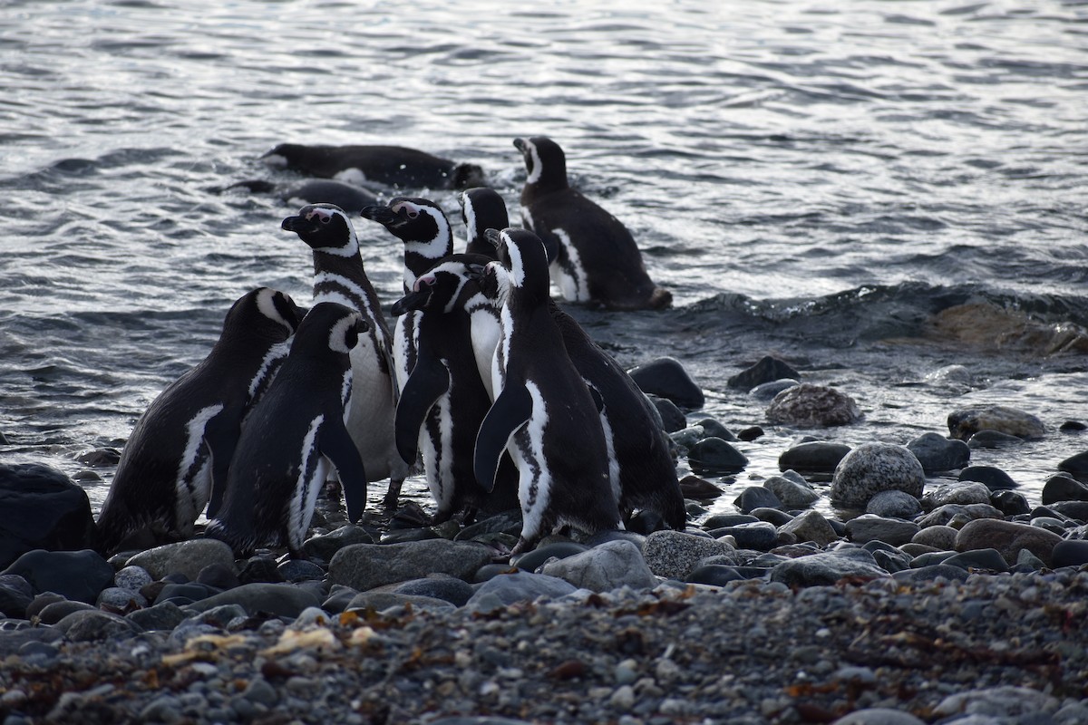 tučňák magellanský - ML646991612