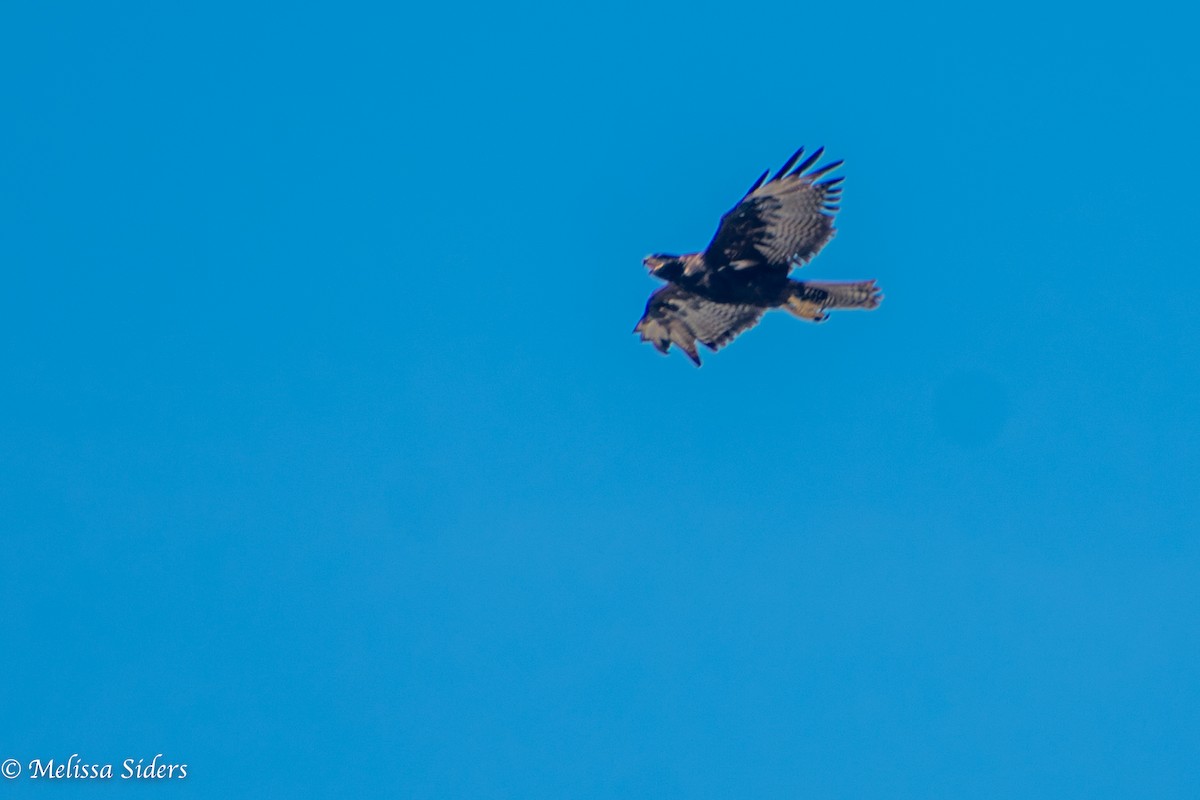 Galapagos Hawk - ML646991613