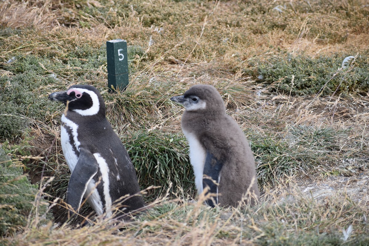 tučňák magellanský - ML646991614