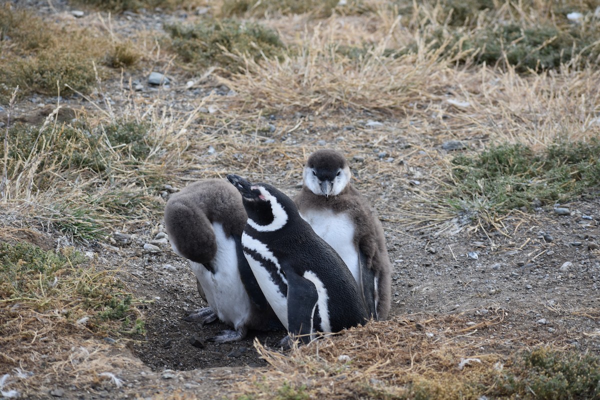 tučňák magellanský - ML646991615