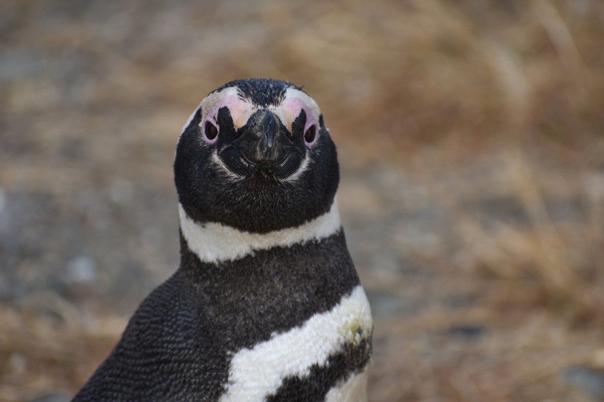 tučňák magellanský - ML646991616