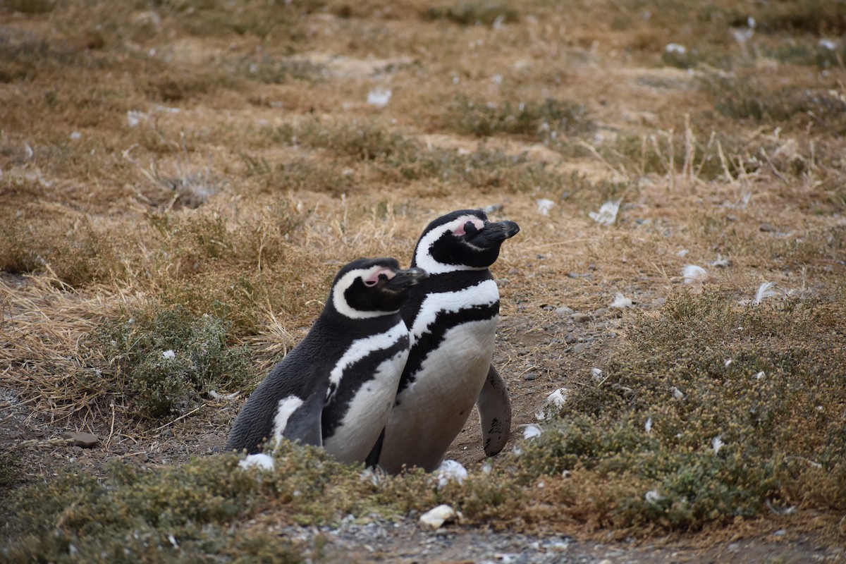 tučňák magellanský - ML646991617