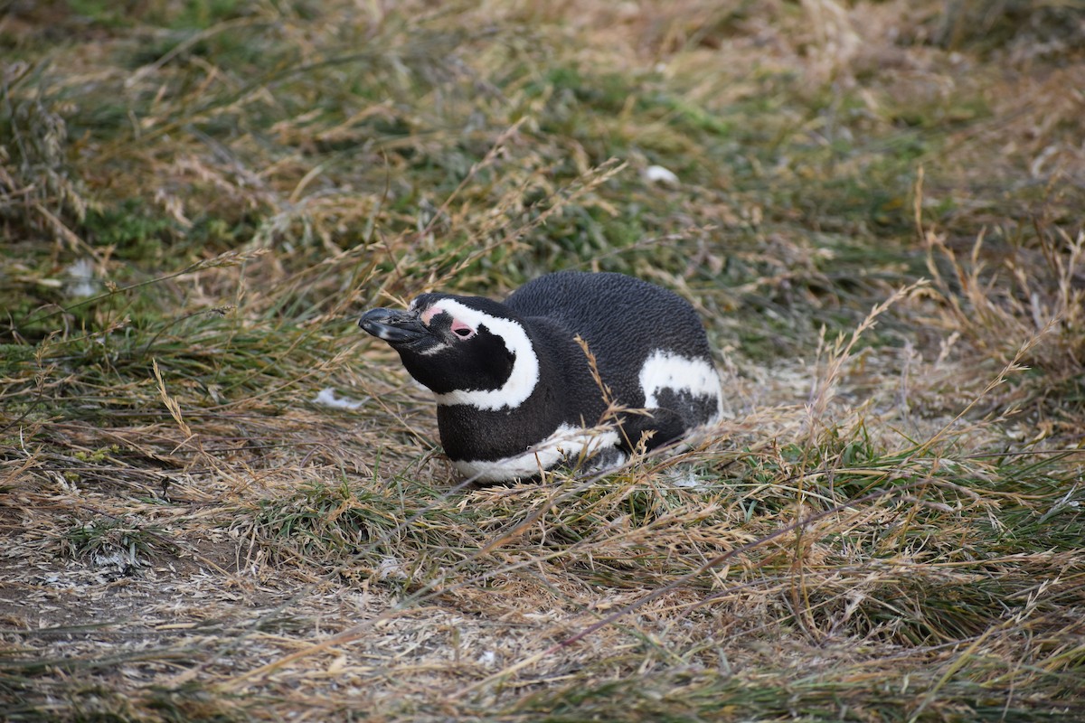 tučňák magellanský - ML646991618