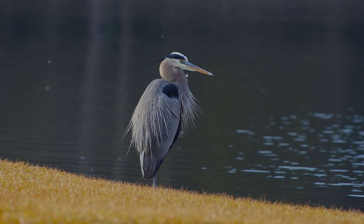 Большая голубая цапля - ML646991619