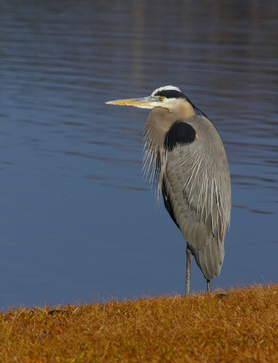 Большая голубая цапля - ML646991620