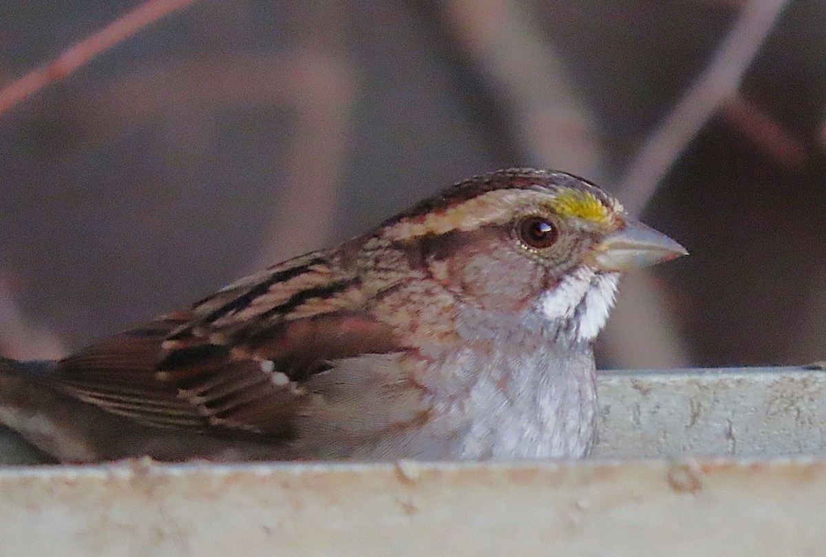 Chingolo Gorjiblanco - ML646991624