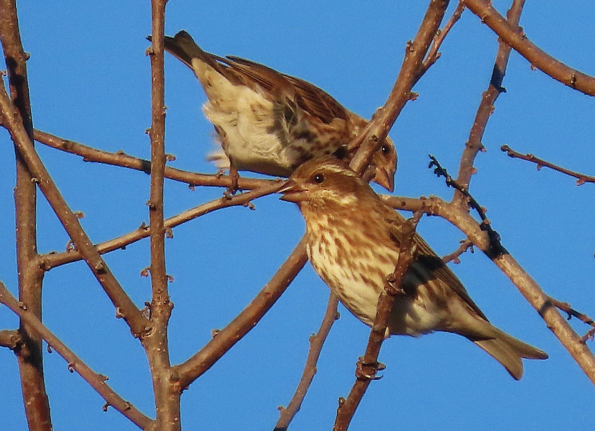 Camachuelo Purpúreo - ML646991626