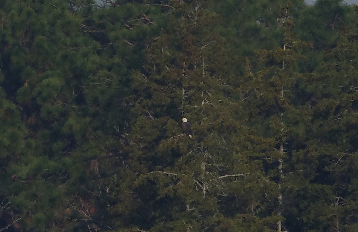 Белоголовый орлан - ML646991627